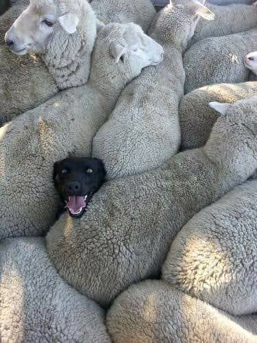 sheepdog lied on resume