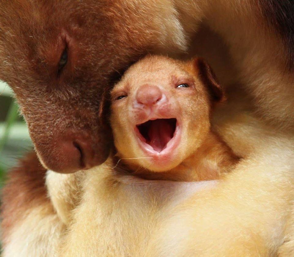 tree kangaroo with baby