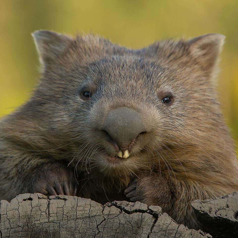 millie the wombat