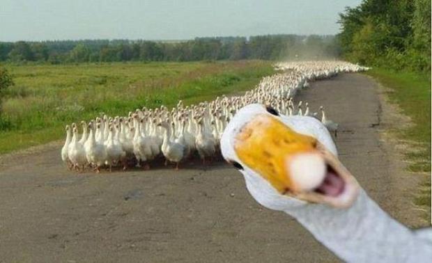 duck army