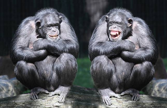 chimpanzee couple