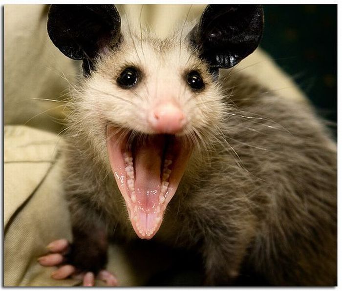 happy possum