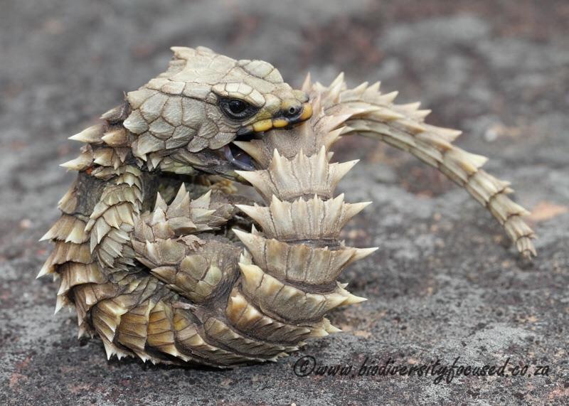 girdled armadillo lizard - wersitatnoused.