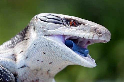 blue tongue skink