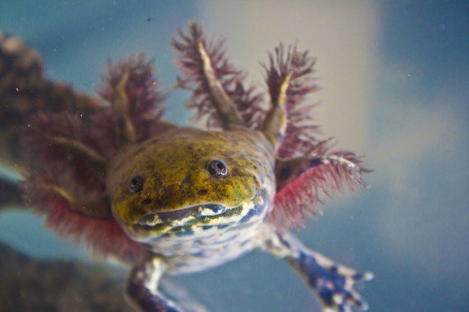 axolotls beautiful colour