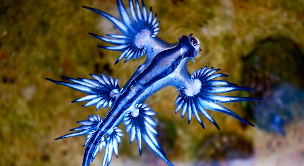 blue dragon australia