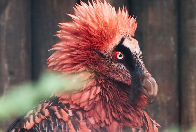 bearded vulture