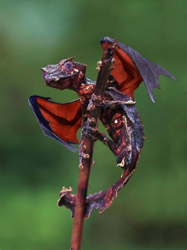 real life dragon