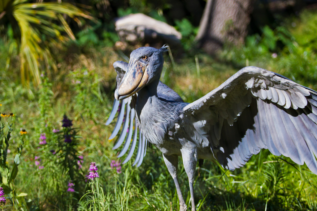 shoebill stork