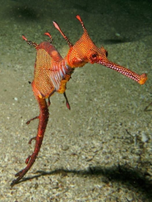 australia sea dragon