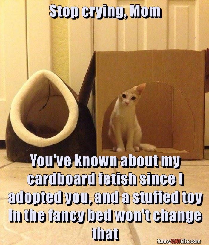 cardboard fetish - Stop crying, Mom You've known about my cardboard fetish since! adopted you, and a stuffed toy in the fancy bed won't change that funnyCATsite.com