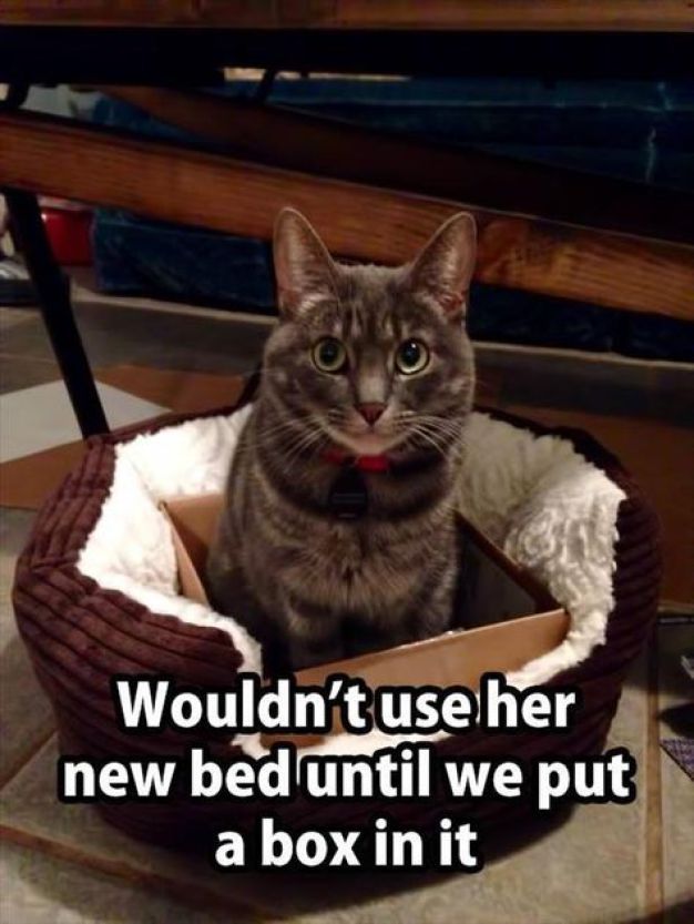 cat box meme - Wouldn't use her new bed until we put a box in it