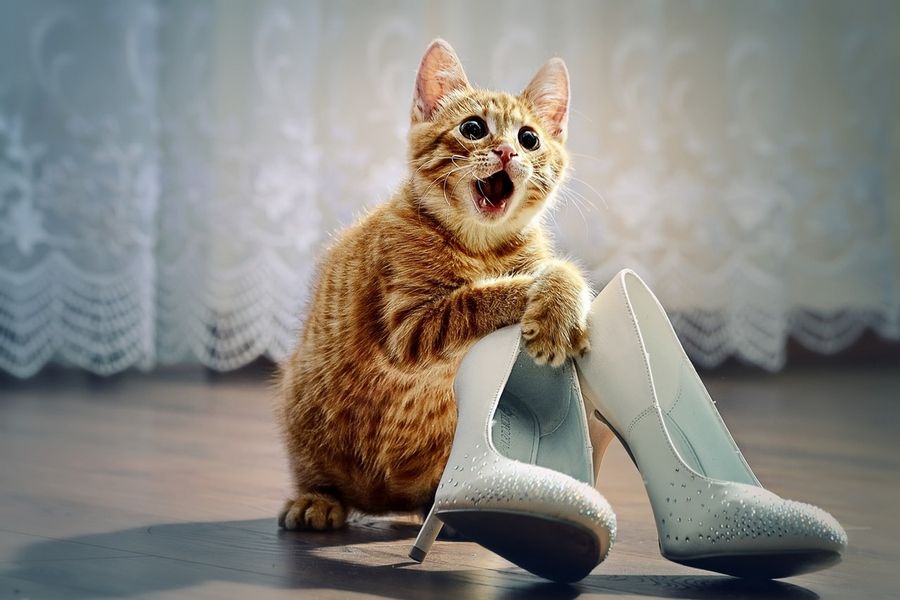 cat and shoes