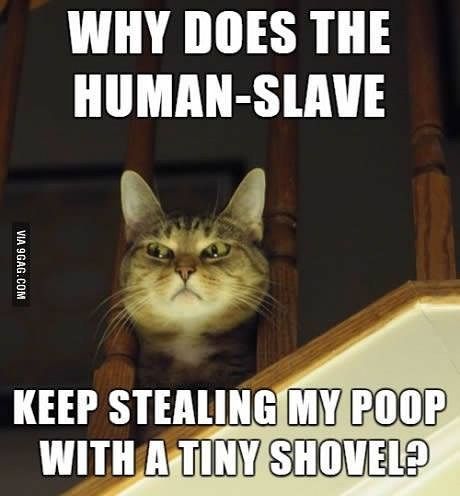 weird facts meme - Why Does The HumanSlave Via 9GAG.Com Keep Stealing My Poop With A Tiny Shovel?