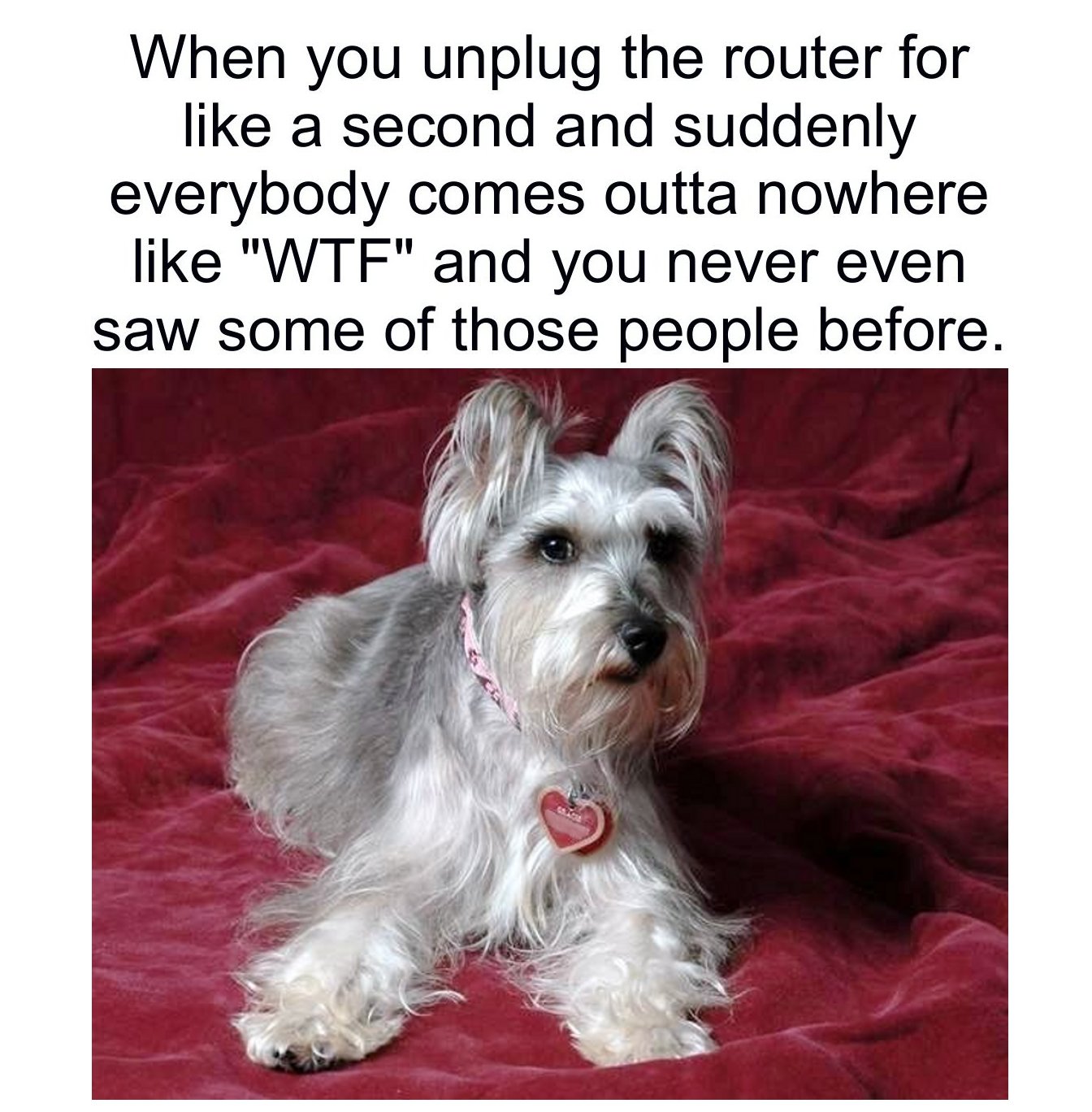 friends of the animals - When you unplug the router for a second and suddenly everybody comes outta nowhere "Wtf" and you never even saw some of those people before.