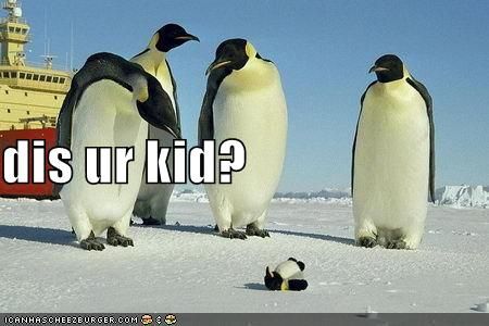 Penguins are the best