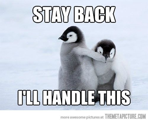 Penguins are the best