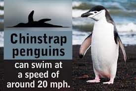 Penguins are the best