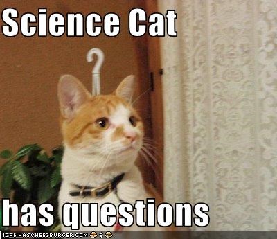 These cats have questions