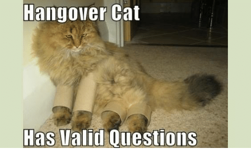 These cats have questions