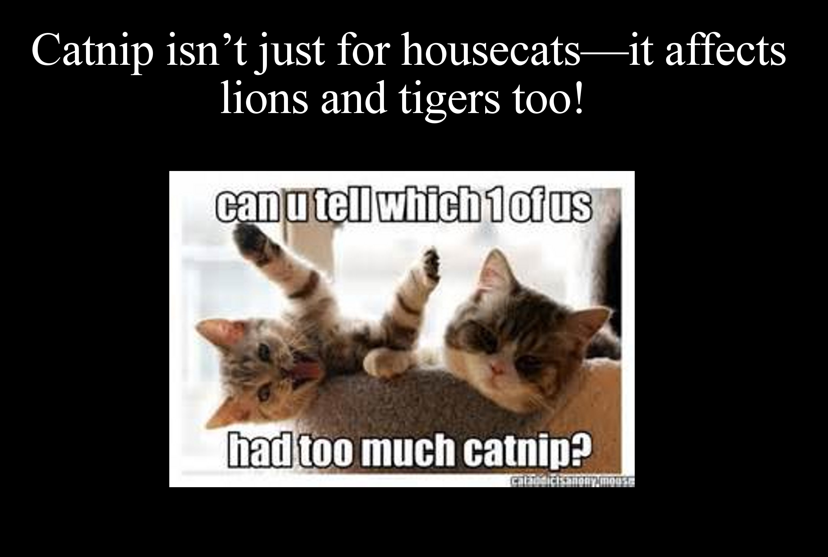 cats on catnip - Catnip isn't just for housecatsit affects lions and tigers too! canu tell which 1ofus had too much catnip? Calencis anonymous