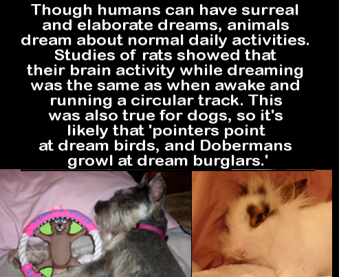 facts about your friends - Though humans can have surreal and elaborate dreams, animals dream about normal daily activities. Studies of rats showed that their brain activity while dreaming was the same as when awake and running a circular track. This was 