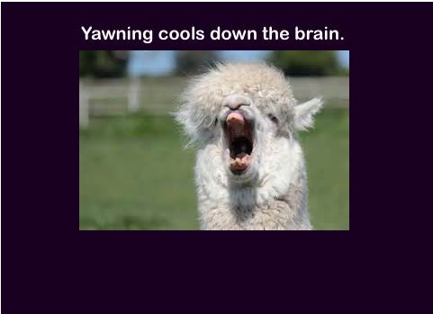 alpaca no teeth - Yawning cools down the brain.