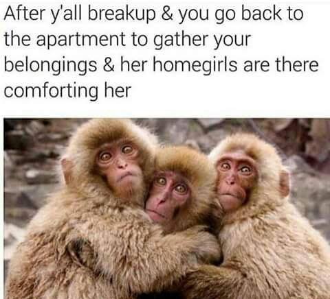 memes-  monkeys hd - After y'all breakup & you go back to the apartment to gather your belongings & her homegirls are there comforting her
