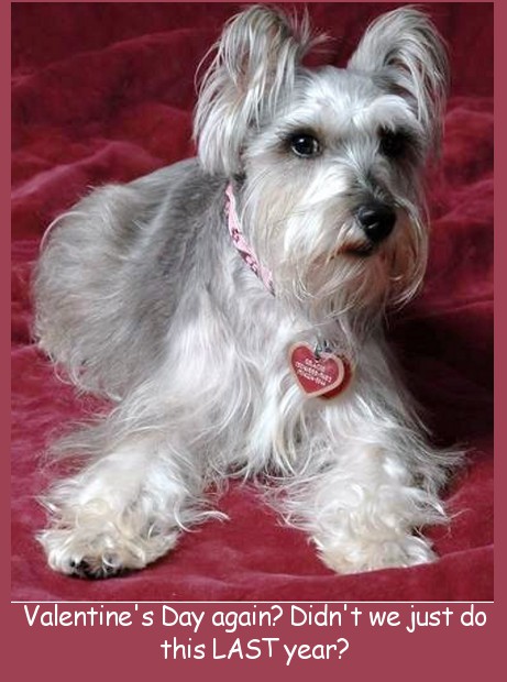 memes - miniature schnauzer - Valentine's Day again? Didn't we just do this Last year?