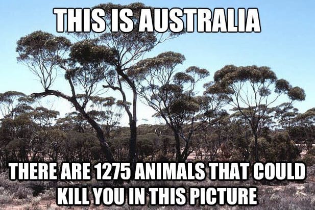 funny australian memes - This Is Australia There Are 1275 Animals That Could Kill You In This Picture