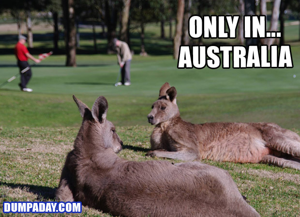 meanwhile in australia - Only In... Australia Dumpaday.Com