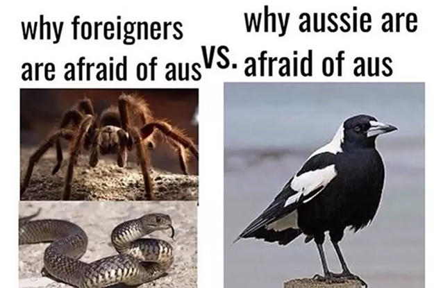 australian memes - why foreigners why aussie are are afraid of aus Vs. afraid of aus