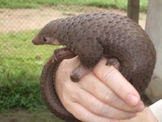 Pangolin Awareness Day