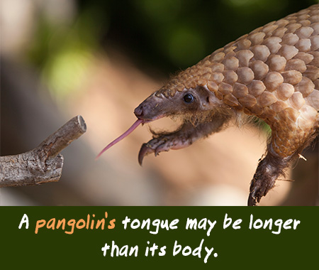 Pangolin Awareness Day