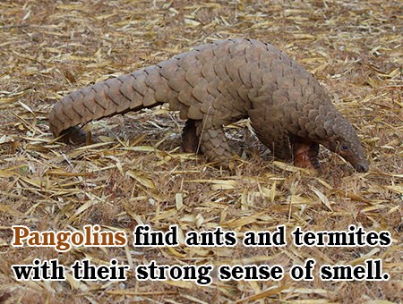 Pangolin Awareness Day