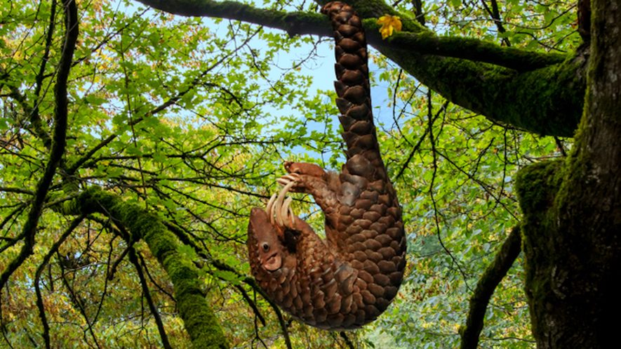 Pangolin Awareness Day