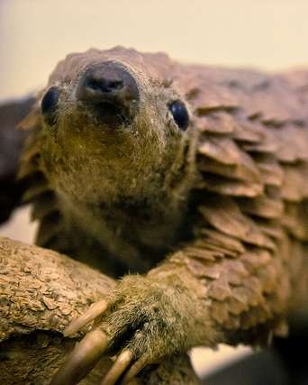 Pangolin Awareness Day