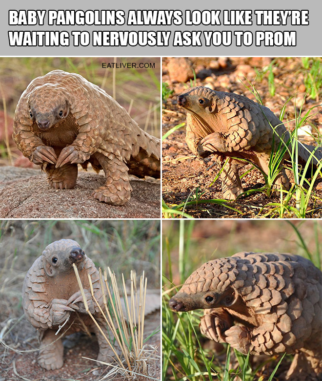 Pangolin Awareness Day