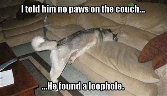 dog couch funny - I told him no paws on the couch... ...He found a loophole.