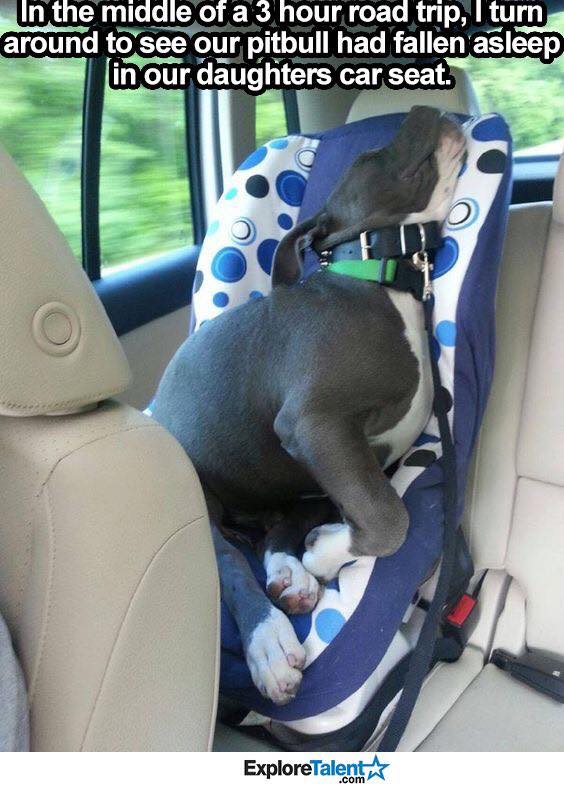pitbull car seat covers - In the middle of a 3 hour road trip, I turn around to see our pitbull had fallen asleep in our daughters car seat. ExploreTalent