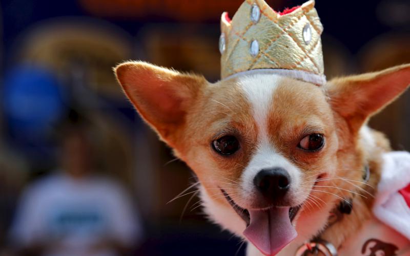 Mardi Gras has gone to the dogs (cats, goats, pigs...)