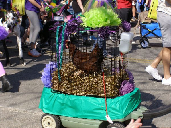 Mardi Gras has gone to the dogs (cats, goats, pigs...)