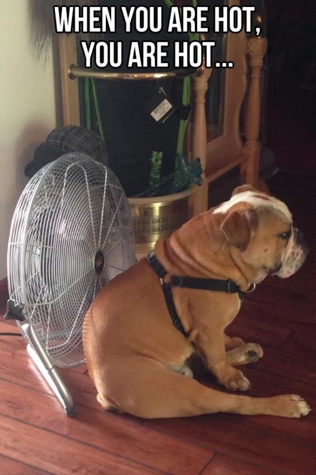 relatable meme of an overheated dog sitting by a fan