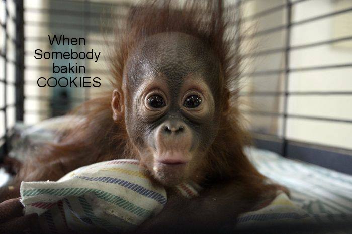 relatable meme about smelling cookies with an excited baby monkey