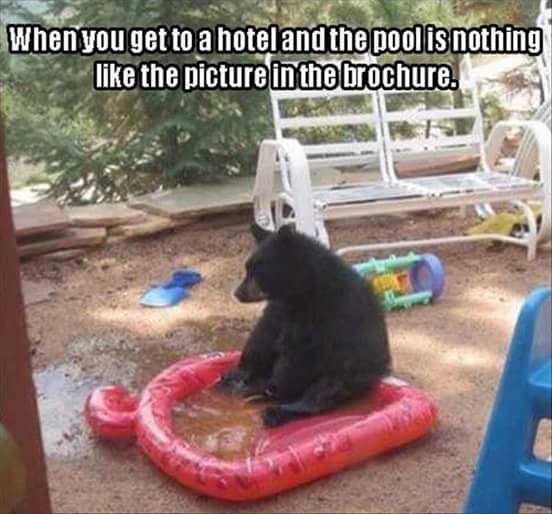 relatable meme about disappointing pool with a bear sitting in an inflatable pool