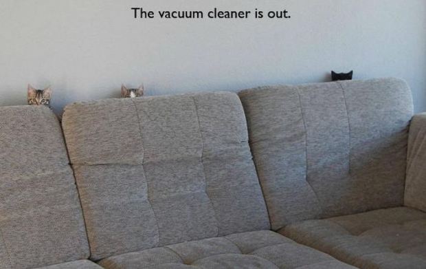 funny cat vacuum cleaner cat meme - The vacuum cleaner is out.