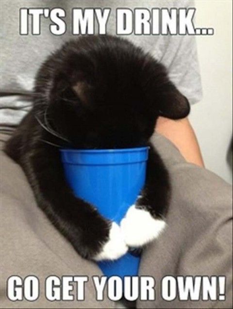 funny cat funny cat quotes - It'S My Drink... Go Get Your Own!