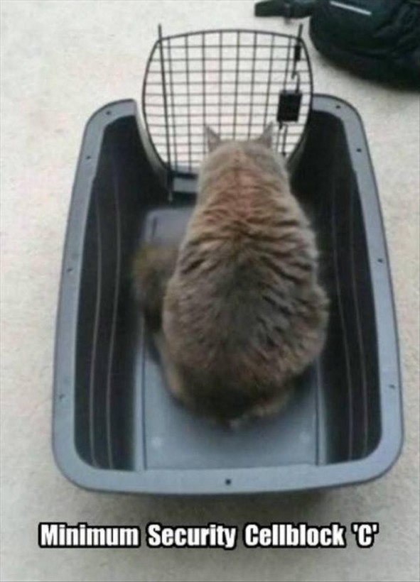 funny cat cat in carrier funny - Minimum Security Cellblock 'C'