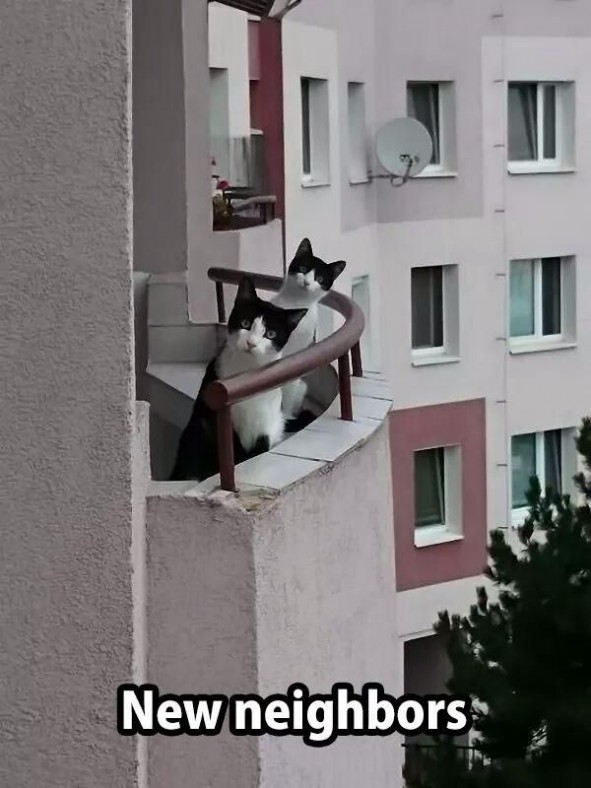 funny cat - new neighbors cat - New neighbors