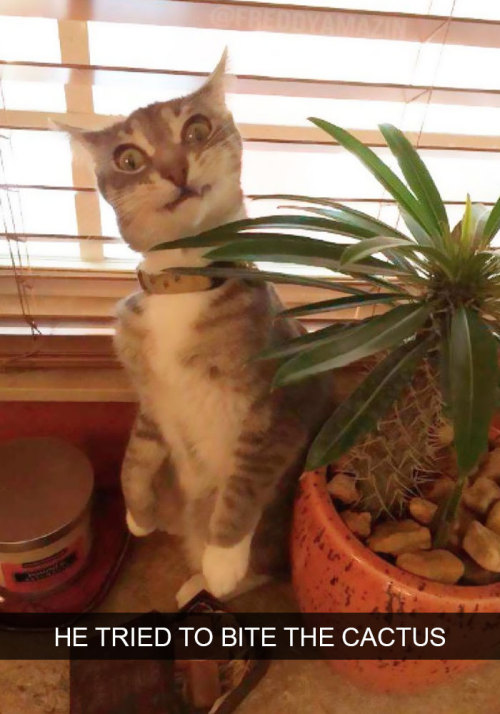 funny cat cat cactus meme - He Tried To Bite The Cactus